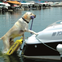 Picture of Dog Boat Ladder